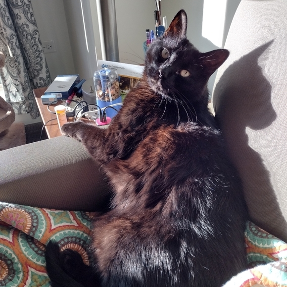 Meet your Posher, Katie-lynn - Picture 4 of 7